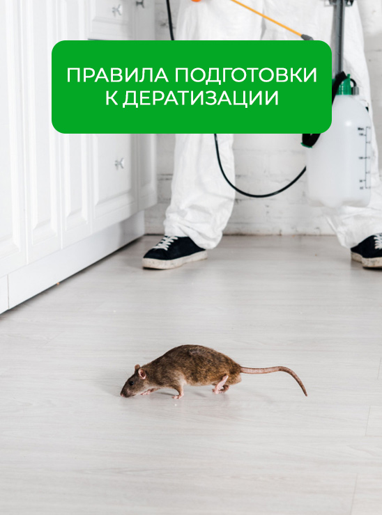 Правила подготовки к дератизации